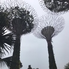 Arbres du Jardin Bay Sands de Singapour